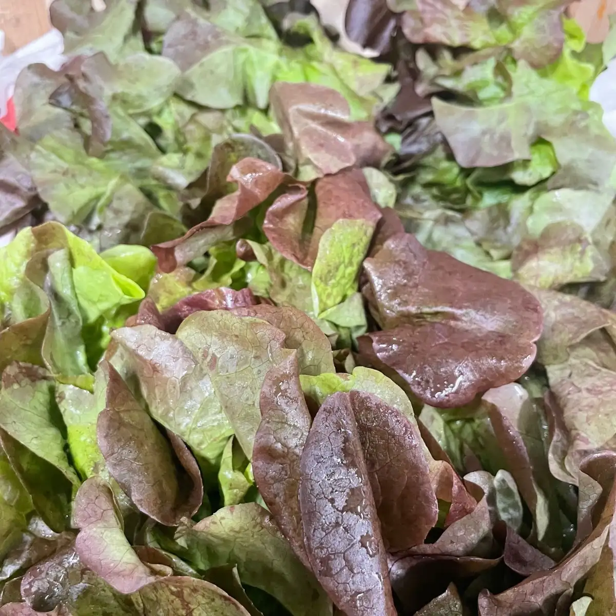 Feuille de chêne brune