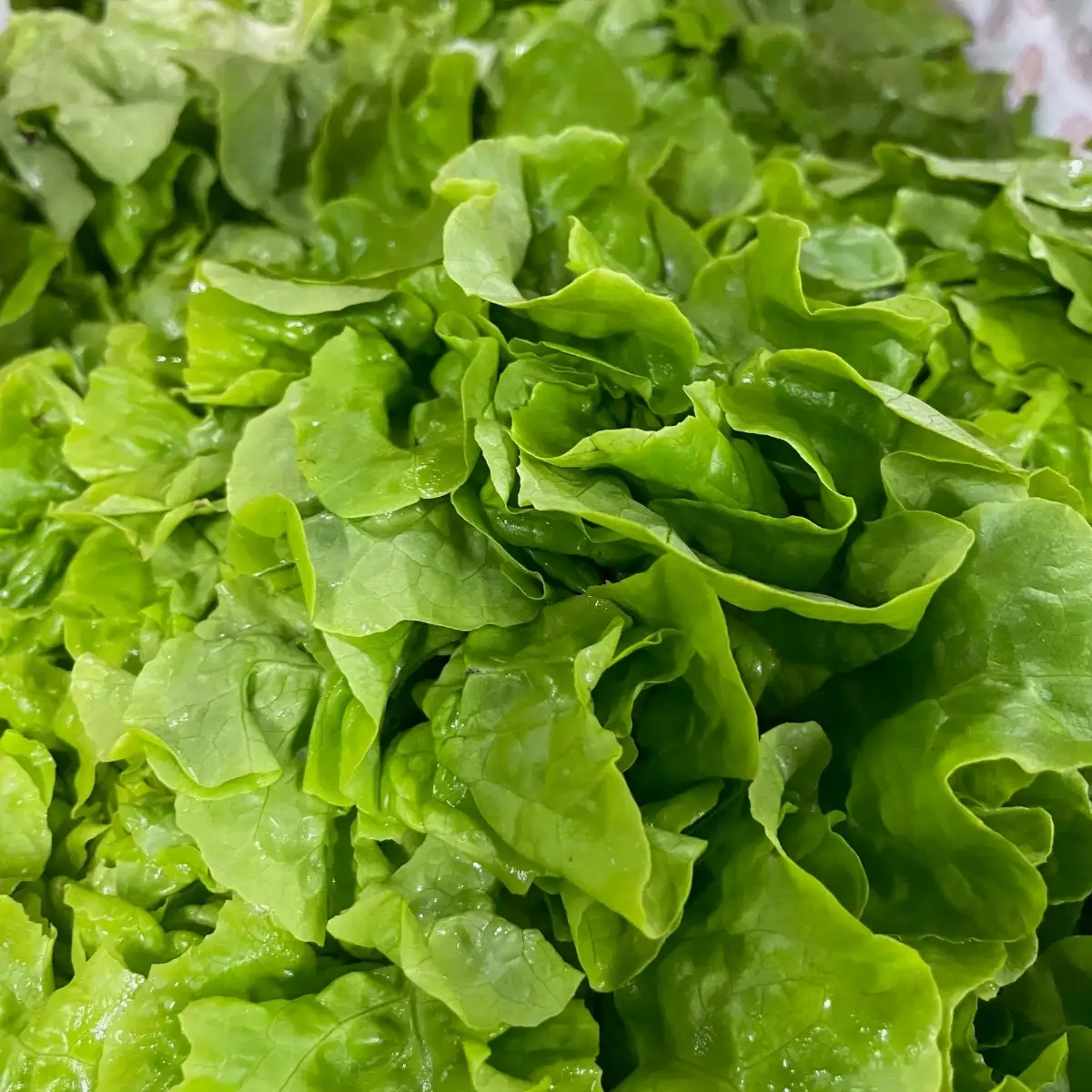 Feuille de chêne blonde